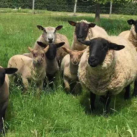 Normand Avec Sa Grande Piscine Chauffee Toute L Annee Sur Parc Arbore Et Clos En Plein Coeur De La Campagne Adapte Aux Kids Et Dog Friendly *